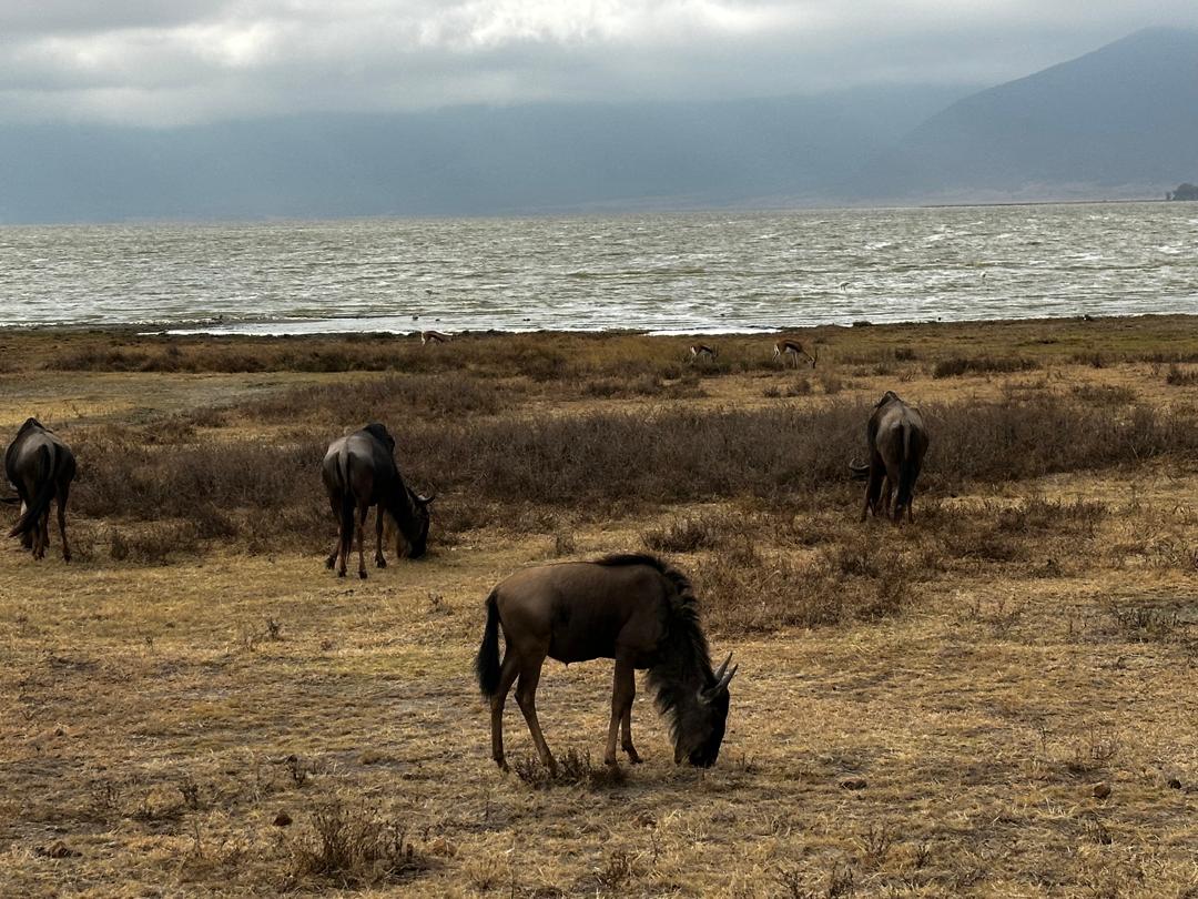 Ngorongoro Crater