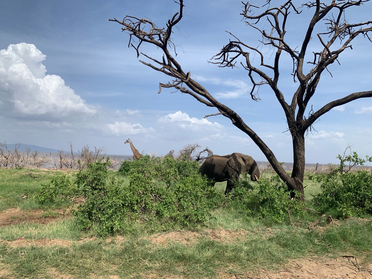 Honeymoon Safari
