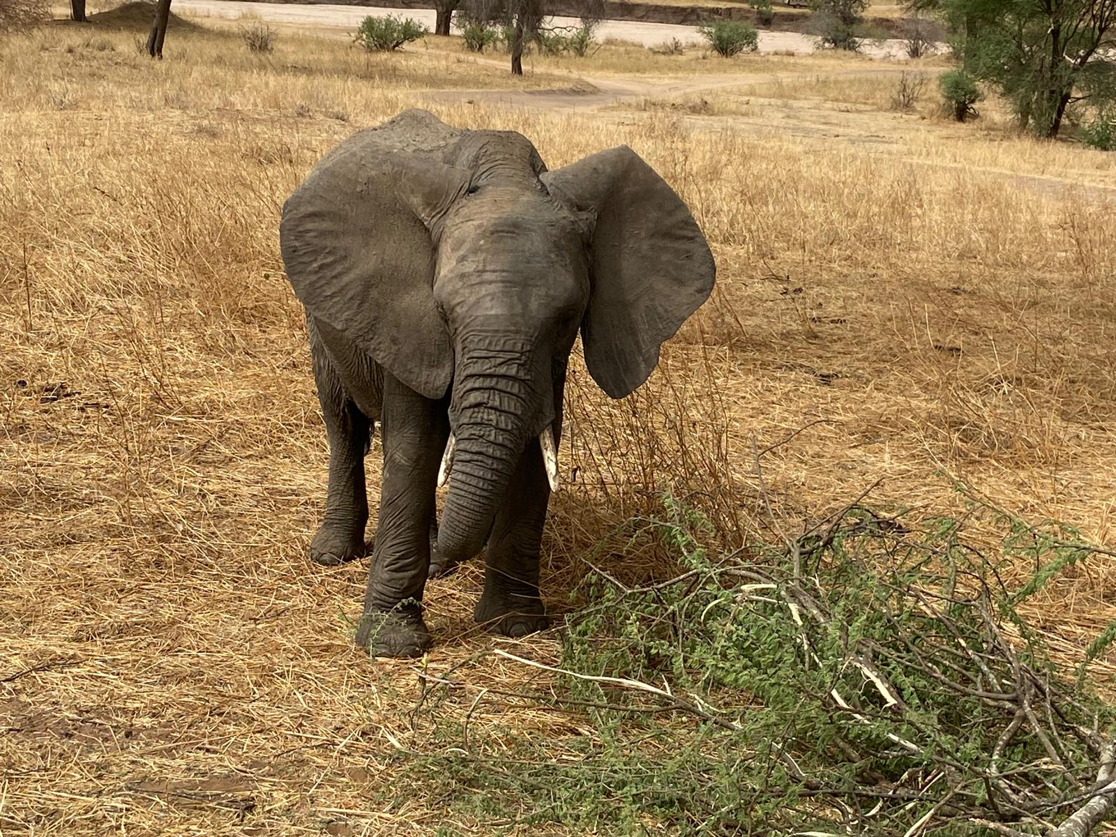 Elephants on safari
