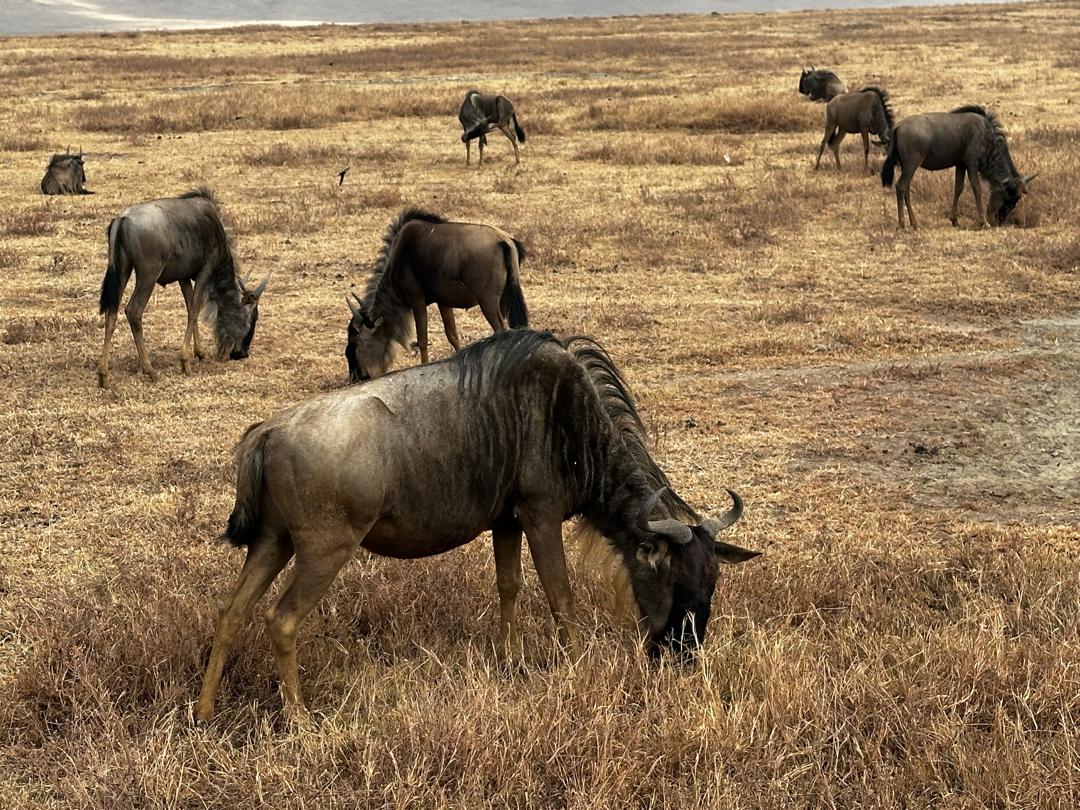 Tanzania National Parks