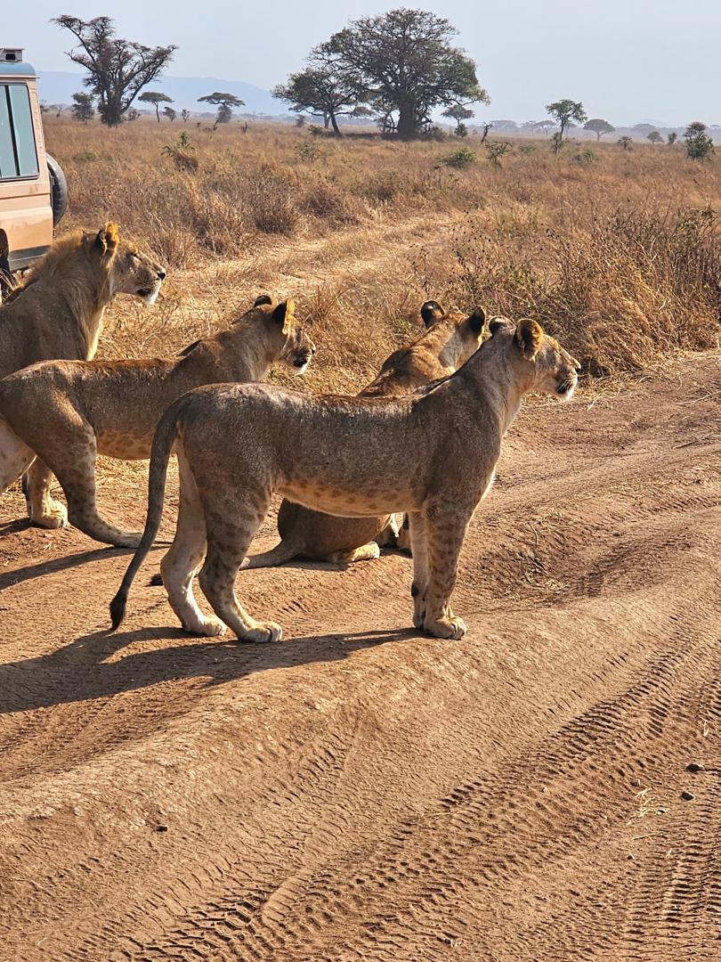 3 Days Big Five Safari