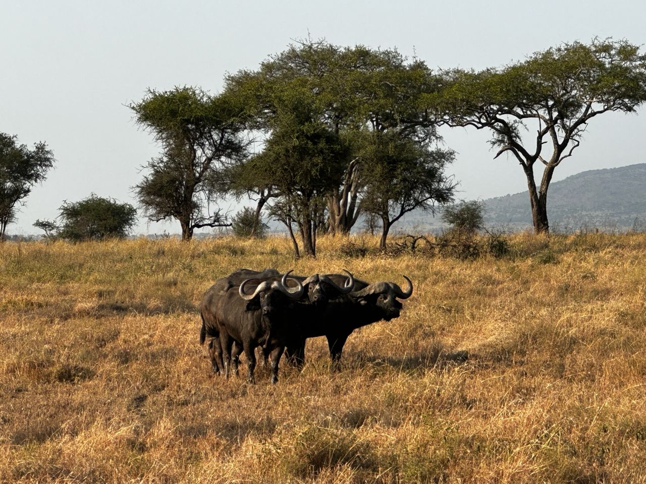 3 Days Big Five Safari