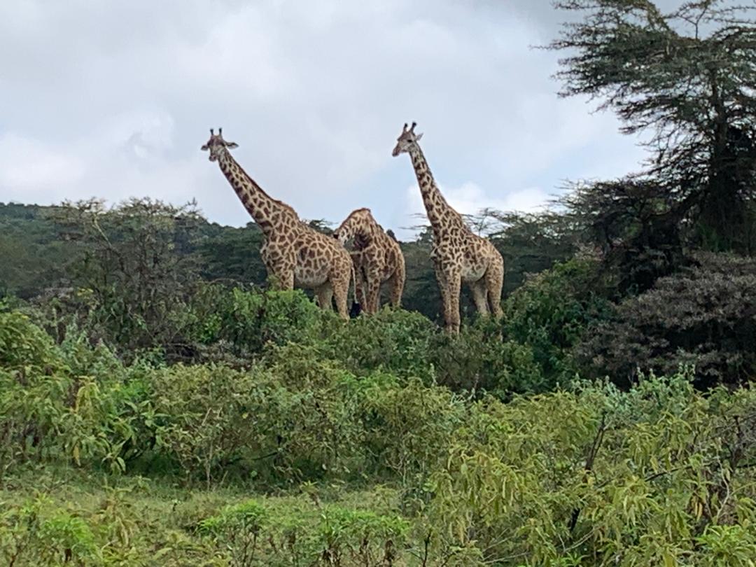 8 Days Luxury Bush & Beach Safari
